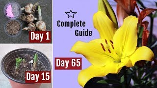 How to Plant Grow amp Care Asiatic LiliesLilium Bulbs in Pots 65 Days Update [upl. by Pero]