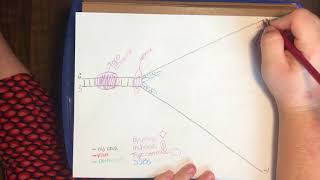 Drawing the Replication Fork [upl. by Anile]