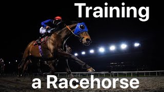 Training a racehorse POV Taking a racehorse for exercise on the gallops from start to finish [upl. by Branscum]