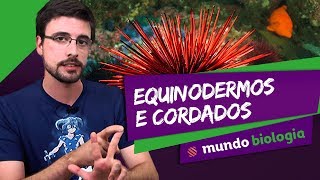 🐍 Zoologia 56 Equinodermos e Cordados  Biologia  ENEM [upl. by Chariot]