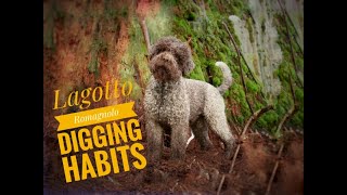 Lagotto Romagnolo digging habits [upl. by Vona418]