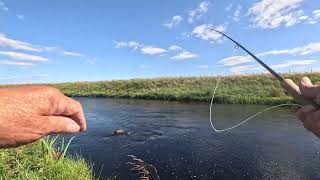 Salmon fishing on the River Thurso 2024 Day 2 [upl. by Deeyn]