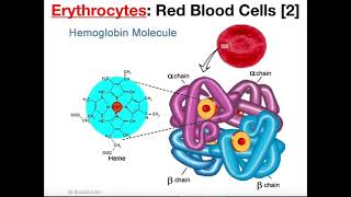 Structure and Function of Erythrocytes RBCs [upl. by Nomra]