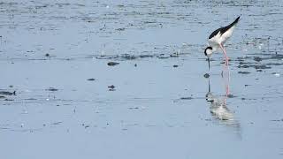 Blacknecked stilts at Muirhead springs [upl. by Irrol743]