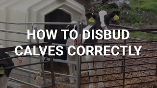 How to disbud calves correctly [upl. by Yrevi18]