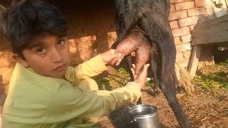 goat milk  The boy is milking from goats udders [upl. by Nagoh]