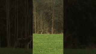 Landwirt sichtet Wolf bei Viechtach Lkr Regen [upl. by Scrope]