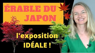 ÉRABLE du JAPON  lexposition IDÉALE [upl. by Yelich]