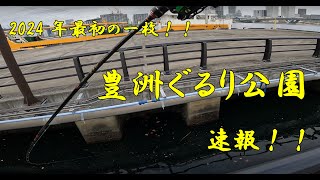 ヘチ釣り 2024年豊洲ぐるり公園速報！！ うっかり消してしまって再投稿 [upl. by Newfeld]