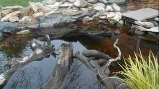 Driftwood in the Koi Pond [upl. by Delphina]