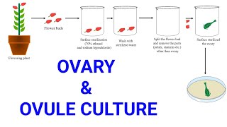 Ovary and Ovule or Megaspore culture  Production of female haploid plants  Gynogenesis [upl. by Salli]