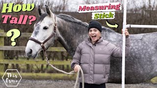 How to measure a horse  How Tall are all my Horses Measuring Stick DIY  This Esme [upl. by Autry]