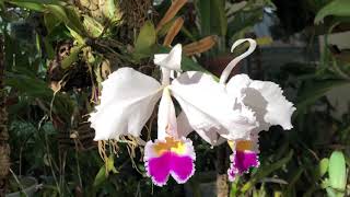 Cali Orchid Hoa Lan  cattleya trianae [upl. by Lynnette622]