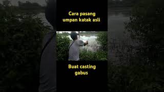 cara pasang umpan katak buat mancing casting fishing [upl. by Edyaw]