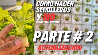 Cómo hacer semillero actualización a 6 días  desde la siembra [upl. by Adim431]