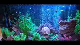 The Secrets Behind Setting Up the Perfect Tropical Fish Tank [upl. by Potts]