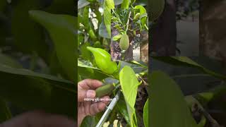 কাঁঠালের মুচি কেন খাবেন না। কাঁঠাল jackfruit jacktree artocarpusheterophyllus moraceae [upl. by Deraj300]