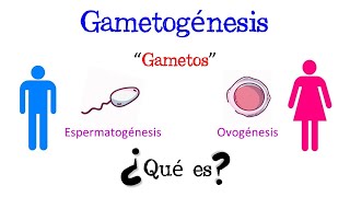 💥 ¿Qué es la Gametogénesis 💥 Fácil y Rápido  BIOLOGÍA [upl. by Nyliak]