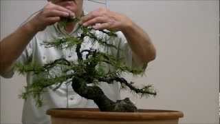 Demo op een Yamadori Larix decidua 1 [upl. by Notserp]