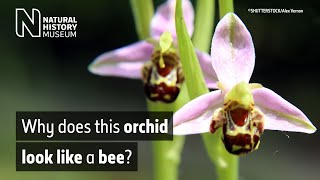 The bee orchid Ophrys apifera  Natural History Museum [upl. by Sheela]