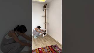 Kediler İçin Tavan Boy Kedi Tırmalaması [upl. by Jule233]