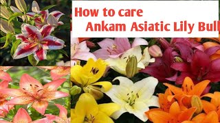 Asiatic Lily How to Care Asiatic Lily Beautiful Lily অনেক সুন্দর এই ভুল দেখো আমি কি করে লাগাই ❤️ [upl. by Ahsirek]