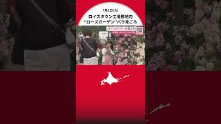 ロイズタウン工場敷地内の“ローズガーデン”が見ごろ 「すごくきれいで写真がいっぱい撮れてうれしい」開園期間は9月上旬まで 北海道当別町 [upl. by Giefer57]