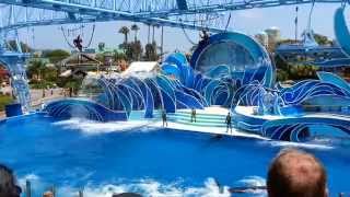 Blue Horizons Dolphin Show  Sea World San Diego FULL SHOW [upl. by Enrak569]