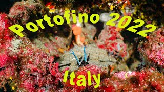 scuba diving in portofino regional natural park in Italy  video III [upl. by Muryh]