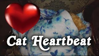 ▶️ Cat Heartbeat Kitten Sleep Training Cat Heartbeat Sound Effect Heartbeat Sound 12 Hours 🌏 [upl. by Pesek153]