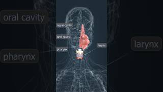 LARYNX 3D Animation 3danimation 3dmodelingbiologyanimation youtubeshortsshortsshort trending [upl. by Shelley521]