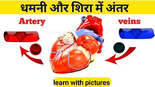 धमनी और शिरा में अंतर Differences between artery and veins arteries vs veins blood vessels [upl. by Natye421]