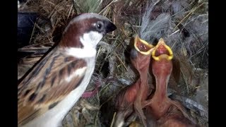 Sparrow feeding their chicks in the nest [upl. by Ruffi758]