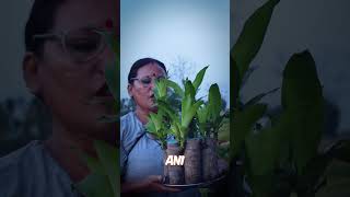 Yucca Plant Decoration Ideas in Nepali youtubeshorts yucca pabitragarden [upl. by Nilknarf363]