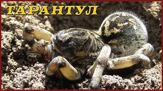 Тарантул Южнорусский Мизгирь  Tarantula [upl. by Ebeohp]