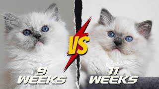 Learn How Baby Ragdoll Kittens Grow 014 days TOO CUTE 🥰 [upl. by Yila]