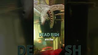 DEAD FISH are BEST Fertilizers for your Aquarium Plants STOP using Liquid Fertilizers [upl. by Drwde]