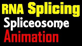 RNA Splicing Animation  spliceosome mediated splicing [upl. by Laram]