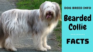 Bearded Collie dog breed All breed characteristics and facts about Bearded Collie [upl. by Etteniuqna836]