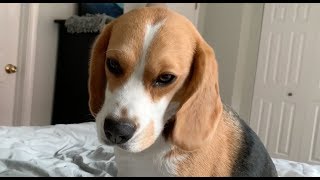 How my beagle wakes me up [upl. by Lertsek]