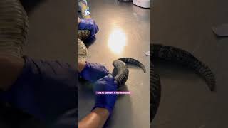 watch as microchip is inserted under a rattlesnake skin captured on Parris Island [upl. by Eram533]