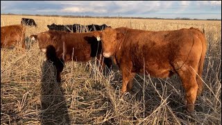 fenceline weaning [upl. by Edgard993]