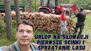 Wycinka Lasu na Słowacji  Polski Trucker z Ameryki urlopuje 3 miesiące pod Tatram [upl. by Eiffub]