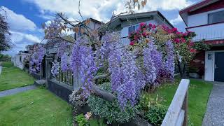 Beautiful Wisteria tree in East Vancouver [upl. by Mya]