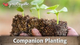 Using Companion Planting to Improve Your Garden [upl. by Rambort]