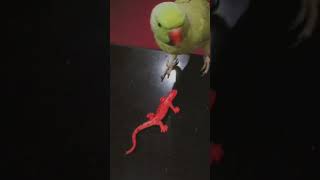 khatronkekhiladiparrotvideoslizardtalkingparrotforyoutrendingvideostrendingytshortsytviral [upl. by Rogerson]