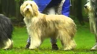 Bearded Collie  AKC Dog Breed Series [upl. by Milson526]