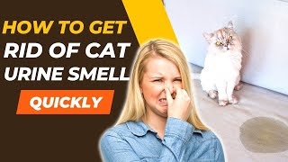 How To Get Rid Of Cat Urine Smell Quickly  Easy Home Remedies [upl. by Lamphere]