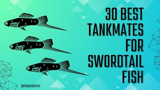 30 Tankmates for Swordtail Fish  Swordtail fish Tankmates for Beginners  Proud Hobbyist [upl. by Schnur211]