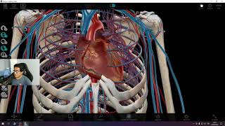 GRANDES VASOS SANGUINEOS DEL CORAZÓN  ANATOMÍA [upl. by Nahsed43]